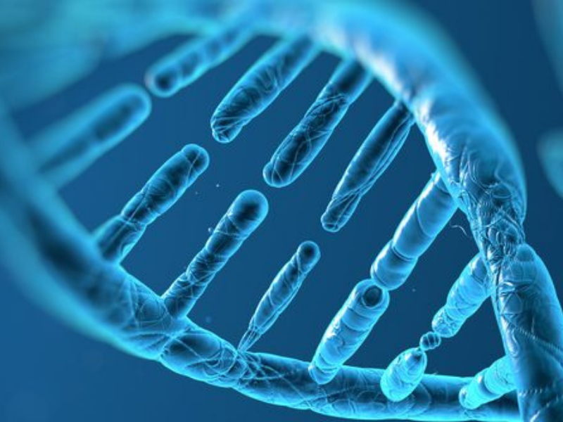 Genoma Humano Completo é Sequenciado Pela Primeira Vez